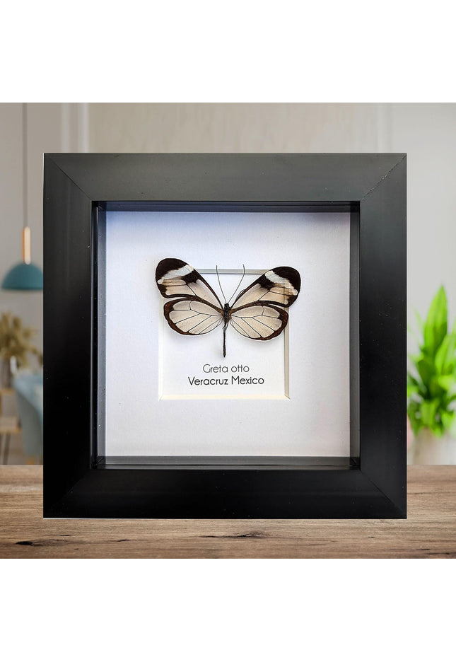 Framed Glasswing Butterfly, Ethically Sourced Entomology Wall Art