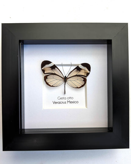 Framed Glasswing Butterfly, Ethically Sourced Entomology Wall Art