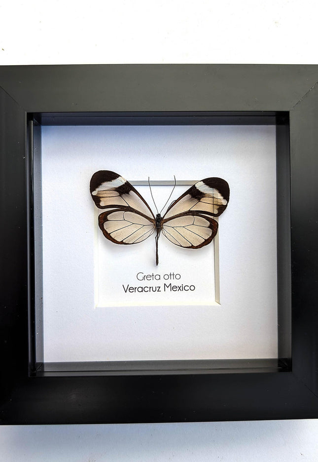 Framed Glasswing Butterfly, Ethically Sourced Entomology Wall Art