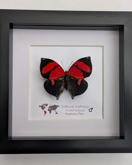 Framed scarlet leafwing butterfly: siderone marthesia, peru (6x6)