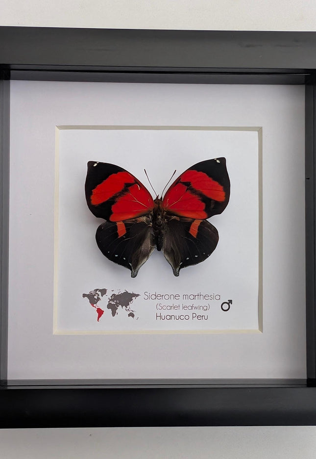 Framed scarlet leafwing butterfly: siderone marthesia, peru (6x6)