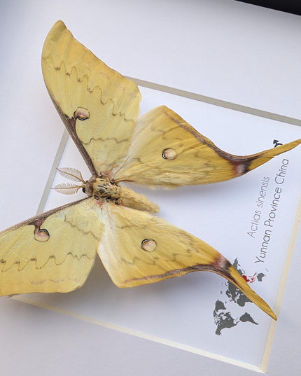Framed golden moon moth taxidermy: ethically sourced entomology display (8x8in