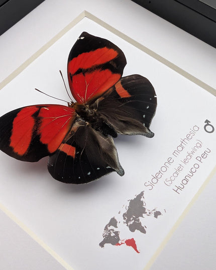 Framed scarlet leafwing butterfly: siderone marthesia, peru (6x6)