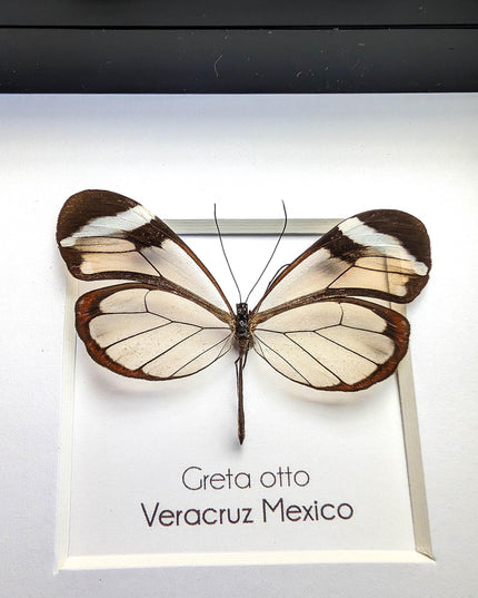 Framed Glasswing Butterfly, Ethically Sourced Entomology Wall Art