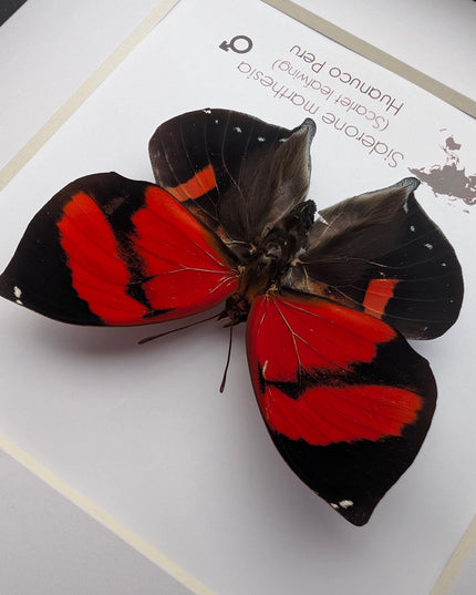 Framed scarlet leafwing butterfly: siderone marthesia, peru (6x6)