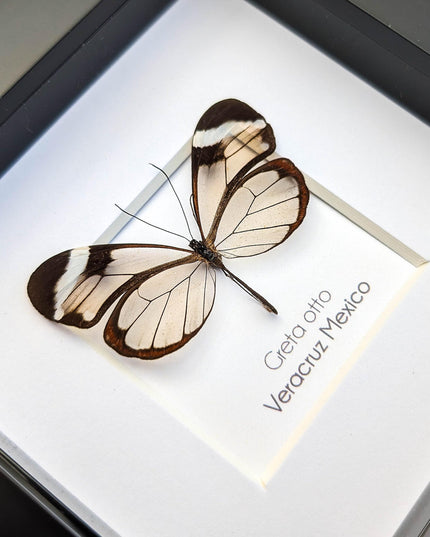 Framed Glasswing Butterfly, Ethically Sourced Entomology Wall Art