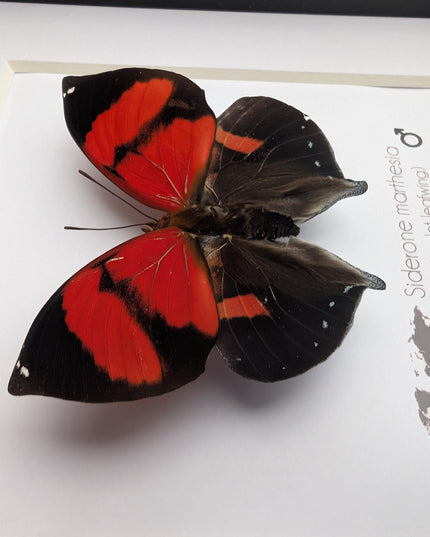 Framed scarlet leafwing butterfly: siderone marthesia, peru (6x6)