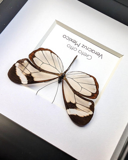Framed Glasswing Butterfly, Ethically Sourced Entomology Wall Art