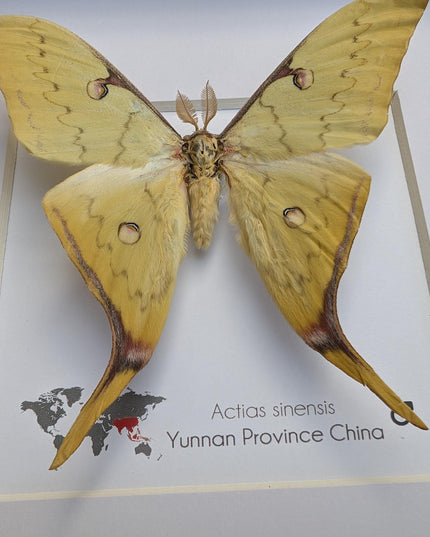 Framed golden moon moth taxidermy: ethically sourced entomology display (8x8in
