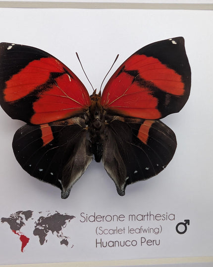 Framed scarlet leafwing butterfly: siderone marthesia, peru (6x6)