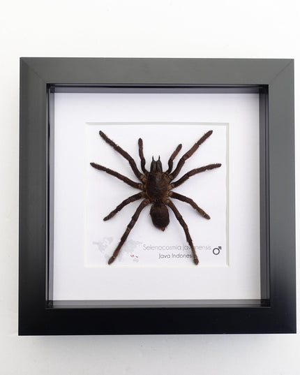Framed javanese earth tiger tarantula taxidermy, entomology wall art