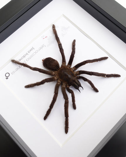 Framed javanese earth tiger tarantula taxidermy, entomology wall art