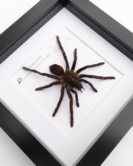 Framed javanese earth tiger tarantula taxidermy, entomology wall art
