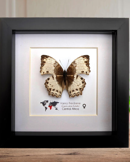 Framed harma theobene butterfly taxidermy, entomology display