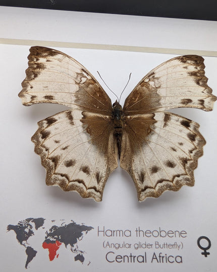 Framed harma theobene butterfly taxidermy, entomology display