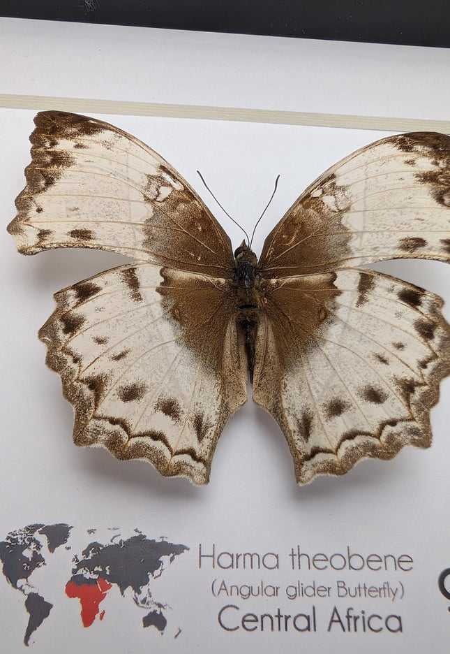Framed harma theobene butterfly taxidermy, entomology display