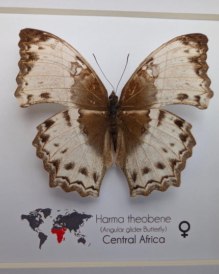 Framed harma theobene butterfly taxidermy, entomology display