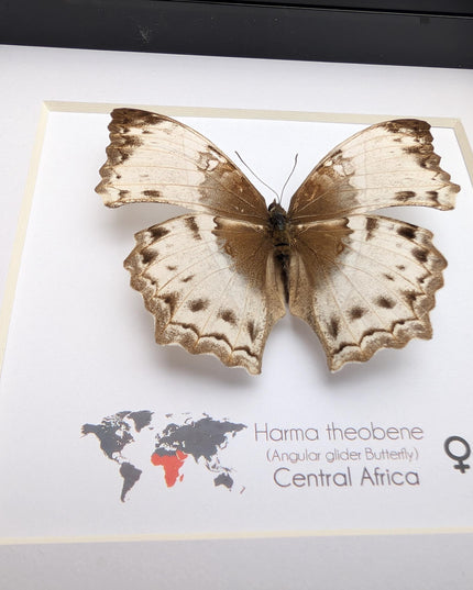 Framed harma theobene butterfly taxidermy, entomology display