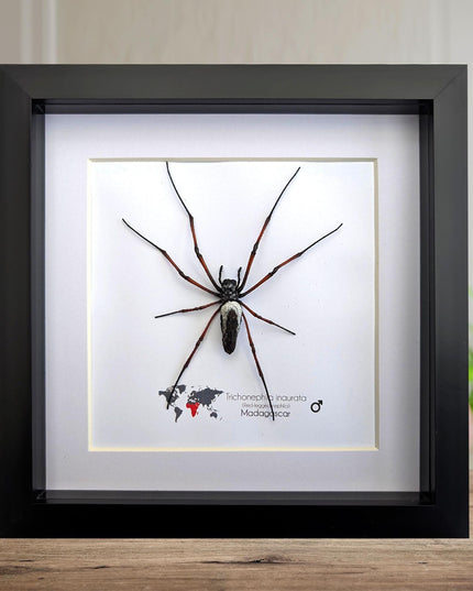 Framed red-legged golden orb-weaver spider from madagascar (8x8)
