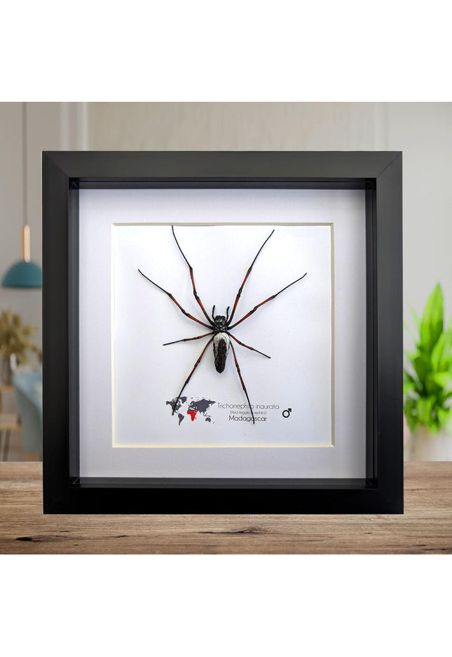 Framed red-legged golden orb-weaver spider from madagascar (8x8)