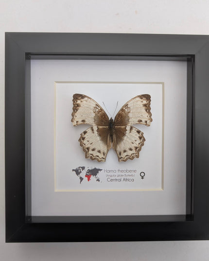 Framed harma theobene butterfly taxidermy, entomology display