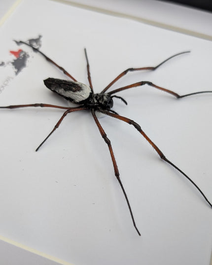 Framed red-legged golden orb-weaver spider from madagascar (8x8)