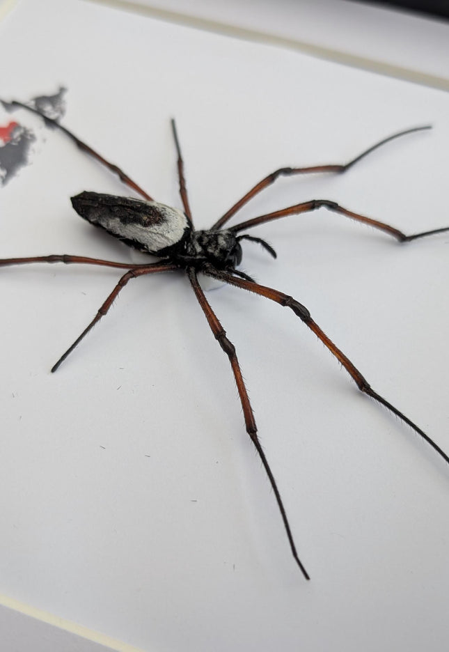 Framed red-legged golden orb-weaver spider from madagascar (8x8)