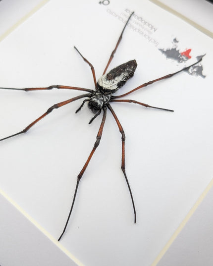 Framed red-legged golden orb-weaver spider from madagascar (8x8)