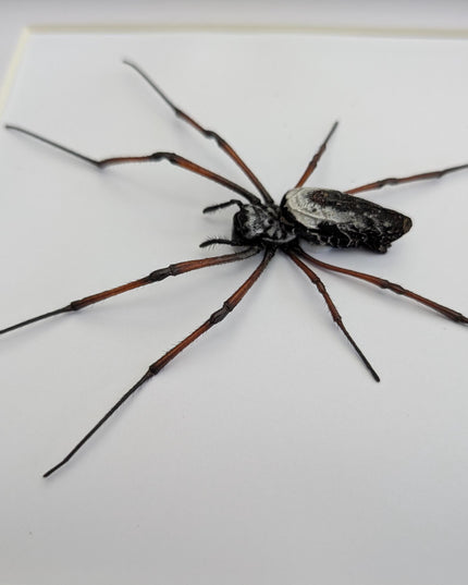 Framed red-legged golden orb-weaver spider from madagascar (8x8)