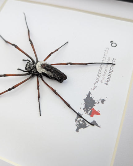 Framed red-legged golden orb-weaver spider from madagascar (8x8)