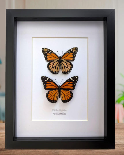 Framed Monarch Butterfly Taxidermy Display, Entomology Gift, Nature Wall Art (8x10)
