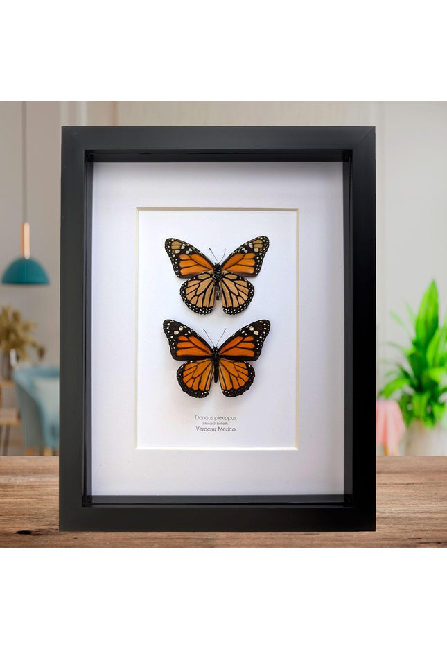 Framed Monarch Butterfly Taxidermy Display, Entomology Gift, Nature Wall Art (8x10)