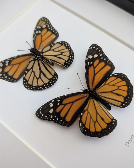 Framed Monarch Butterfly Taxidermy Display, Entomology Gift, Nature Wall Art (8x10)
