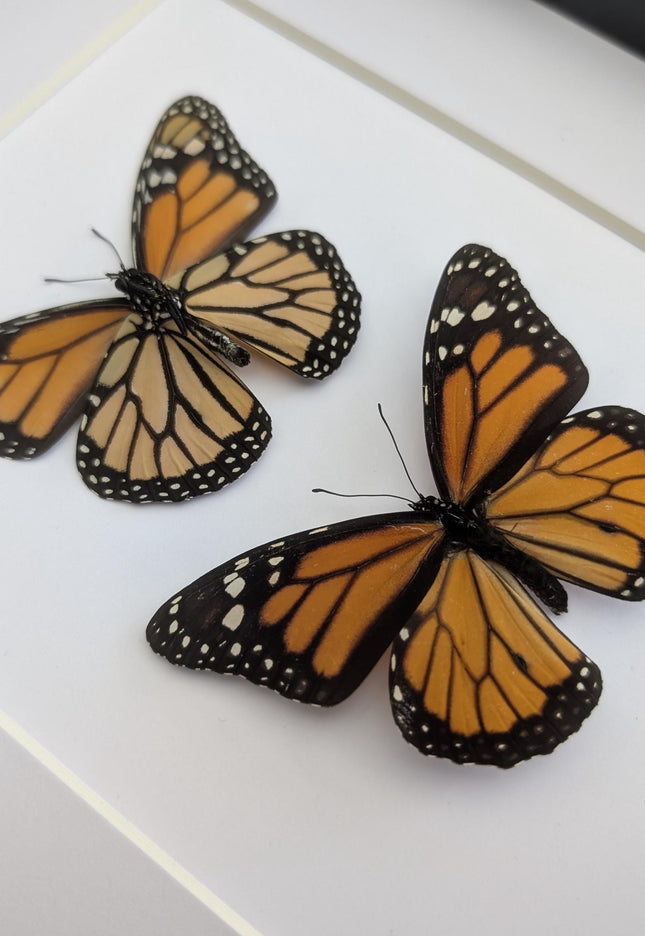 Framed Monarch Butterfly Taxidermy Display, Entomology Gift, Nature Wall Art (8x10)