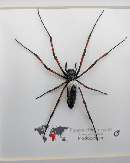 Framed red-legged golden orb-weaver spider from madagascar (8x8)