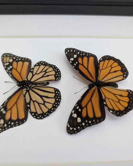Framed Monarch Butterfly Taxidermy Display, Entomology Gift, Nature Wall Art (8x10)