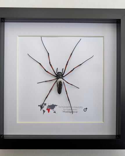 Framed red-legged golden orb-weaver spider from madagascar (8x8)