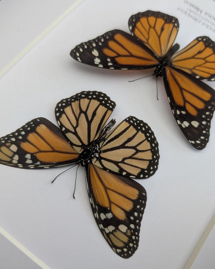 Framed Monarch Butterfly Taxidermy Display, Entomology Gift, Nature Wall Art (8x10)