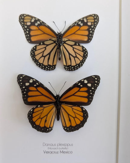 Framed Monarch Butterfly Taxidermy Display, Entomology Gift, Nature Wall Art (8x10)