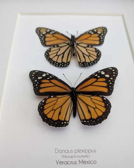 Framed Monarch Butterfly Taxidermy Display, Entomology Gift, Nature Wall Art (8x10)