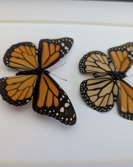Framed Monarch Butterfly Taxidermy Display, Entomology Gift, Nature Wall Art (8x10)