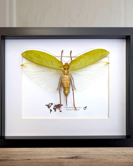 Framed giant asian leaf katydid: ethically sourced insect art (10"x8")