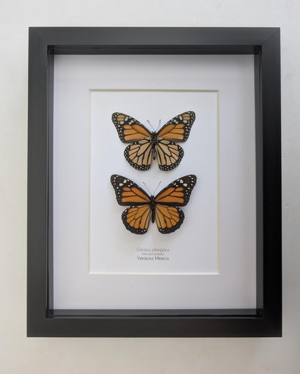 Framed Monarch Butterfly Taxidermy Display, Entomology Gift, Nature Wall Art (8x10)