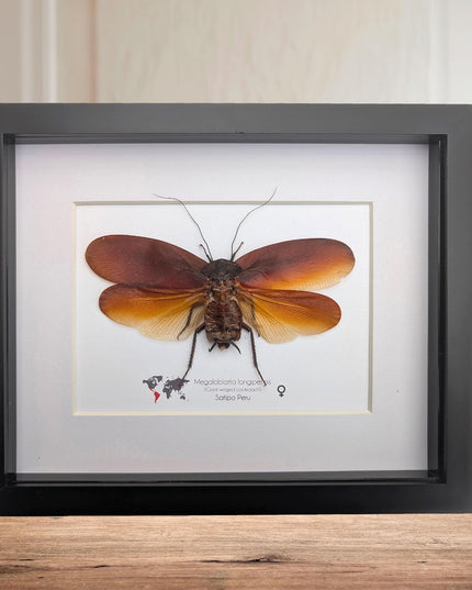 Framed megaloblatta longipennis, world's largest cockroach taxidermy (10x8)