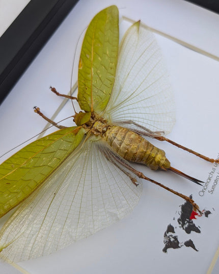 Framed giant asian leaf katydid: ethically sourced insect art (10"x8")