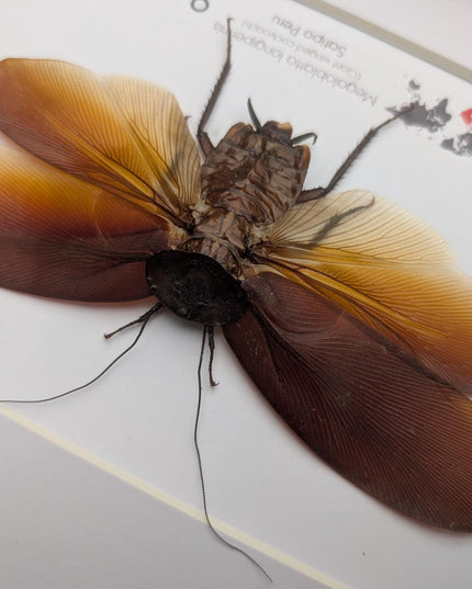 Framed megaloblatta longipennis, world's largest cockroach taxidermy (10x8)