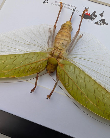 Framed giant asian leaf katydid: ethically sourced insect art (10"x8")