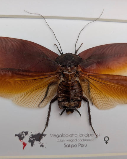 Framed megaloblatta longipennis, world's largest cockroach taxidermy (10x8)
