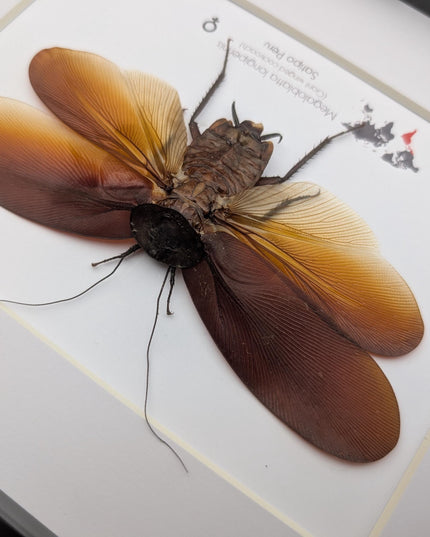 Framed megaloblatta longipennis, world's largest cockroach taxidermy (10x8)