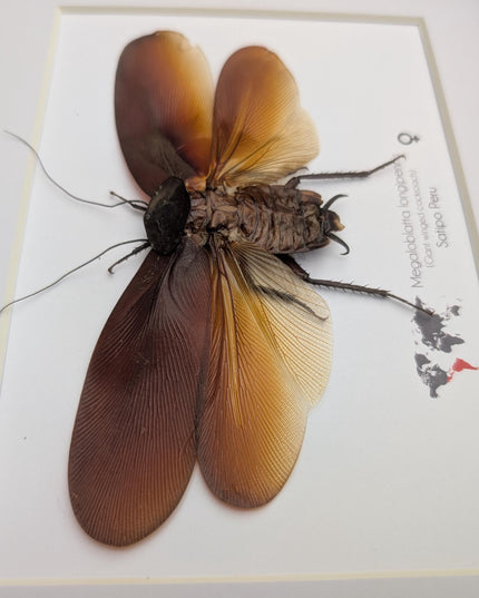 Framed megaloblatta longipennis, world's largest cockroach taxidermy (10x8)